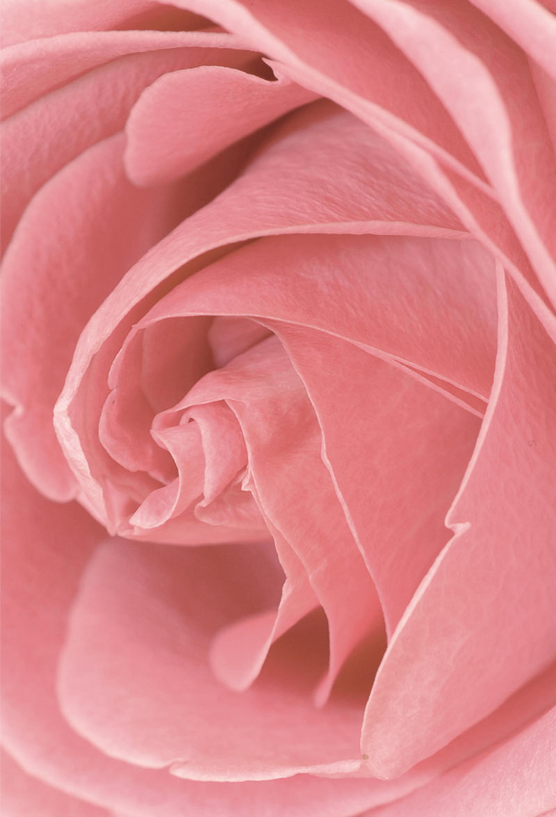 Rosafarbene Blüte einer Rose